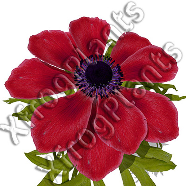 3d model flowers 2 dvd popular - XfrogPlants Mixed Popular Flowers 2 DVD by xfrog
