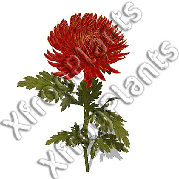 3d model flowers 2 dvd popular - XfrogPlants Mixed Popular Flowers 2 DVD by xfrog
