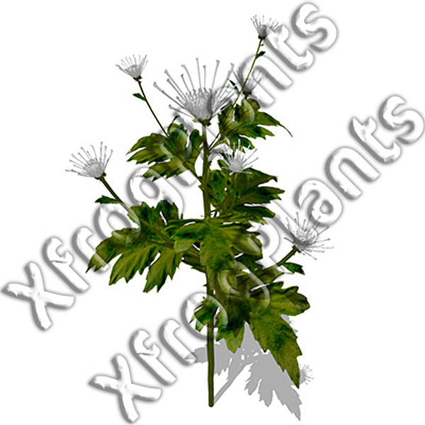 3d model flowers 2 dvd popular - XfrogPlants Mixed Popular Flowers 2 DVD by xfrog