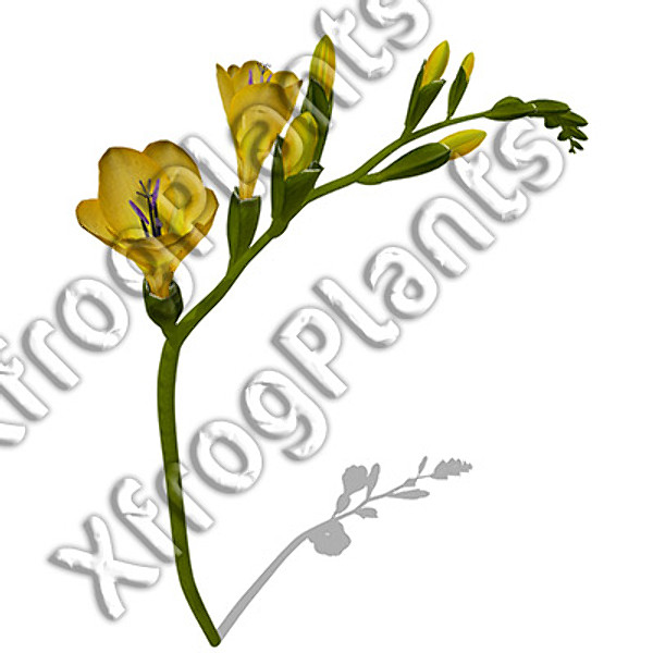3d model flowers 2 dvd popular - XfrogPlants Mixed Popular Flowers 2 DVD by xfrog