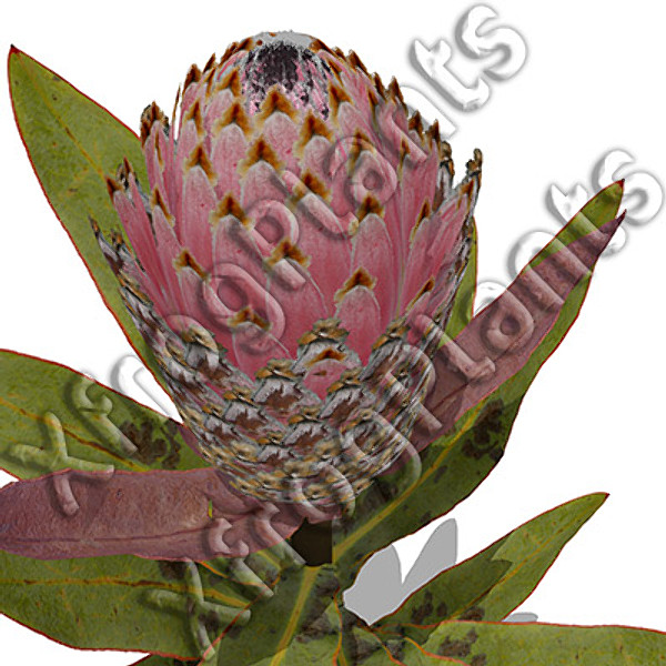 3d model flowers 2 dvd popular - XfrogPlants Mixed Popular Flowers 2 DVD by xfrog