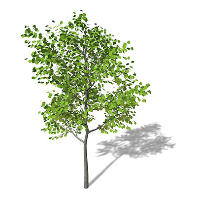 xfrogplants littleleaf linden tree 3d 3ds - XfrogPlants Littleleaf Linden by xfrog