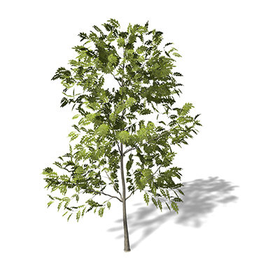 xfrogplants common ash tree 3d model - XfrogPlants Common Ash by xfrog