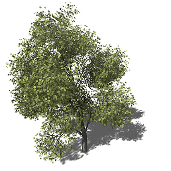 3d xfrogplants japanese maple tree - XfrogPlants Japanese Maple by xfrog