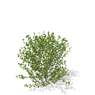 max xfrogplants european aspen europe - XfrogPlants European Aspen by xfrog
