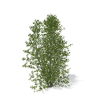 max xfrogplants european aspen europe - XfrogPlants European Aspen by xfrog