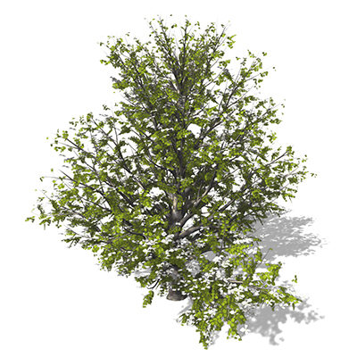3d model xfrogplants blossoming kousa dogwood tree - XfrogPlants Blossoming Kousa Dogwood by xfrog