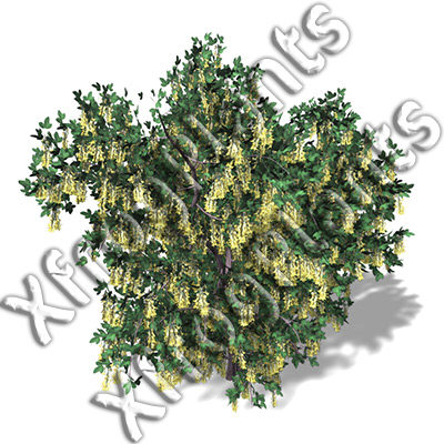 3ds max blossoming trees dvd plant - XfrogPlants Blossoming Trees of the World DVD by xfrog