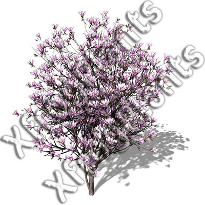 3ds max blossoming trees dvd plant - XfrogPlants Blossoming Trees of the World DVD by xfrog
