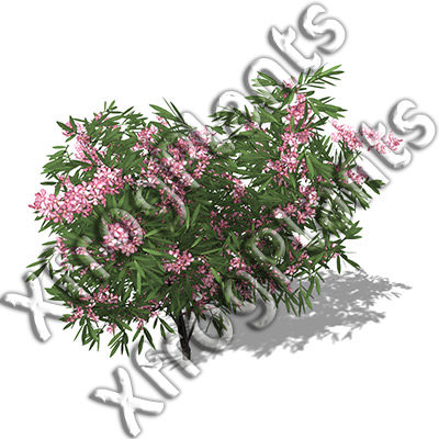 3ds max blossoming trees dvd plant - XfrogPlants Blossoming Trees of the World DVD by xfrog