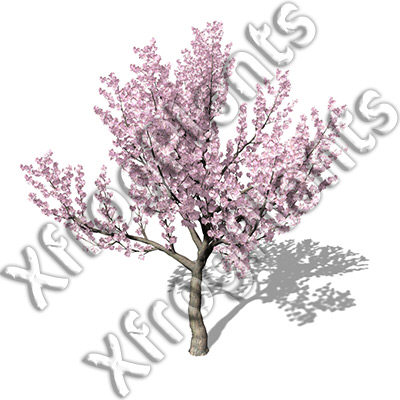 3ds max blossoming trees dvd plant - XfrogPlants Blossoming Trees of the World DVD by xfrog
