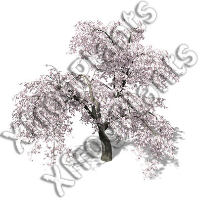 3ds max blossoming trees dvd plant - XfrogPlants Blossoming Trees of the World DVD by xfrog