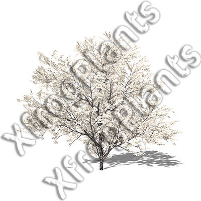 3ds max blossoming trees dvd plant - XfrogPlants Blossoming Trees of the World DVD by xfrog
