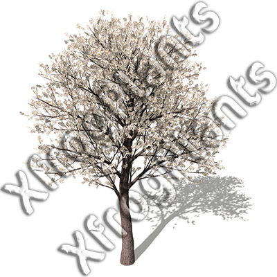 3ds max blossoming trees dvd plant - XfrogPlants Blossoming Trees of the World DVD by xfrog