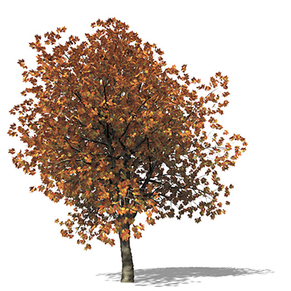 3d model of xfrogplants red oak tree - XfrogPlants Red Oak by xfrog