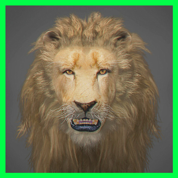 Lion