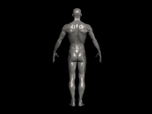 3d human male ztl format - Human Male Ztl format by fishzombie