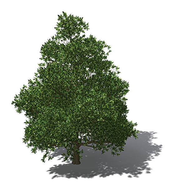 3d model xfrogplants macadamia tree tropical plant - XfrogPlants Macadamia by xfrog