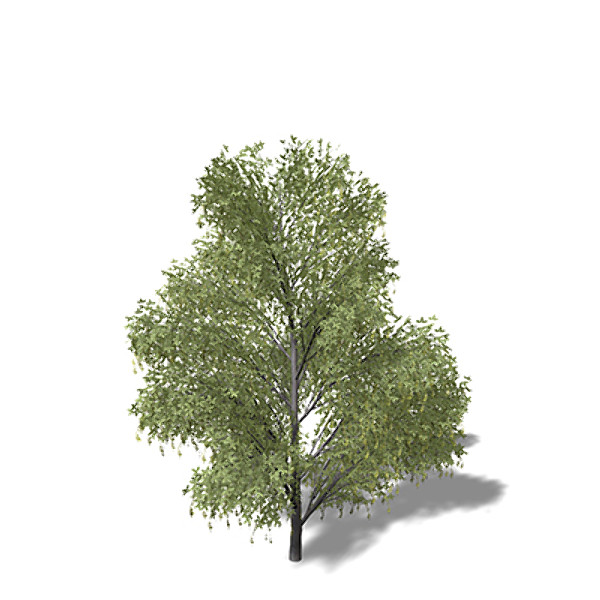3ds max xfrogplants alpine laburnum tree - XfrogPlants Alpine Laburnum by xfrog
