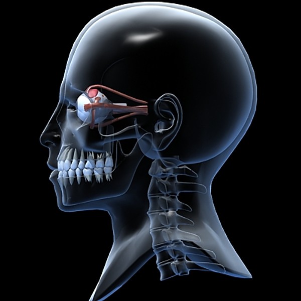 Eye and skull.zip