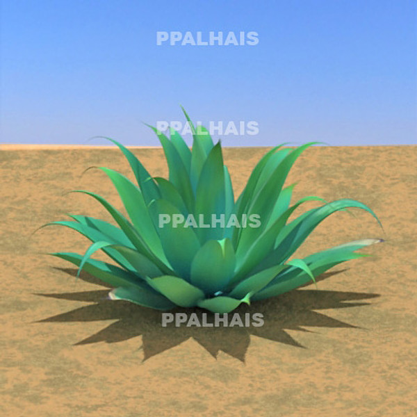 plant agave attenuata 3d model - Agave attenuata by ppalhais