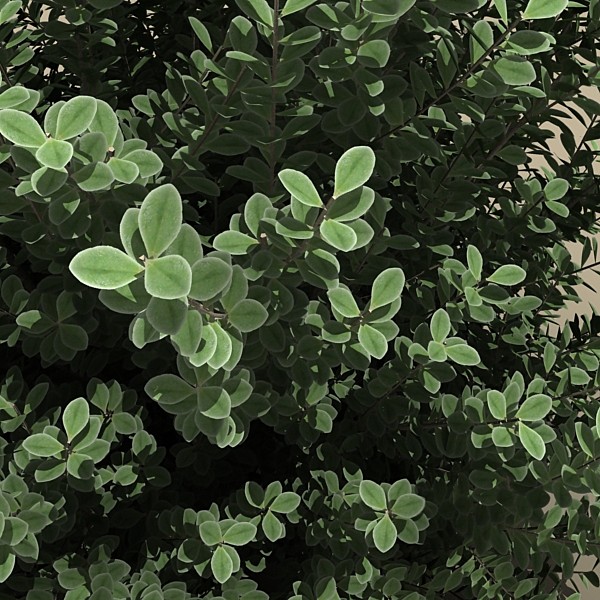 obj green cloud sage - plant_green_cloud_sage by monkeyodoom
