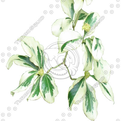 BRANCHES_Collection_01_part01.zip