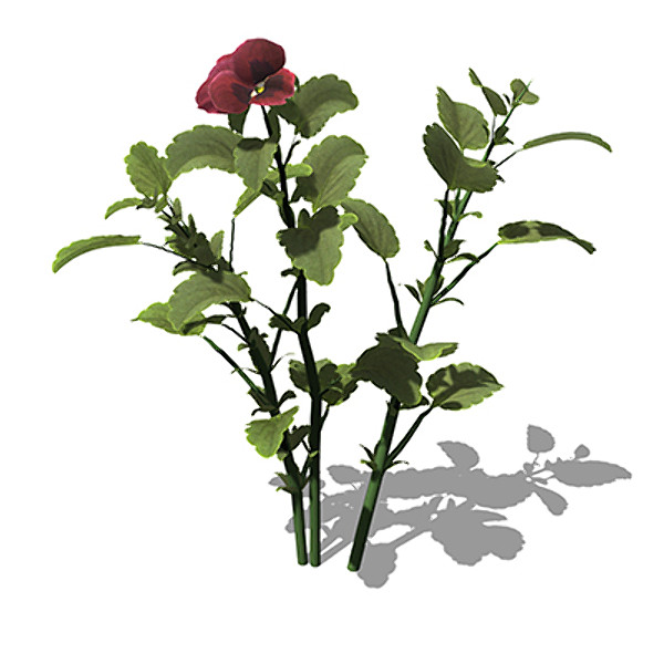 xfrogplants pansy plant 3d 3ds - XfrogPlants Pansy by xfrog