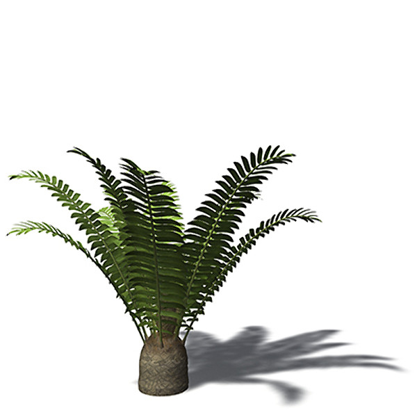 3ds max xfrogplants bushman - XfrogPlants Bushmans River Cycad by xfrog