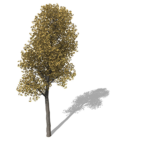 xfrogplants autumn ginkgo 3d ma - XfrogPlants Autumn Ginkgo by xfrog