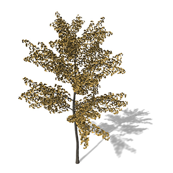 xfrogplants autumn ginkgo 3d ma - XfrogPlants Autumn Ginkgo by xfrog