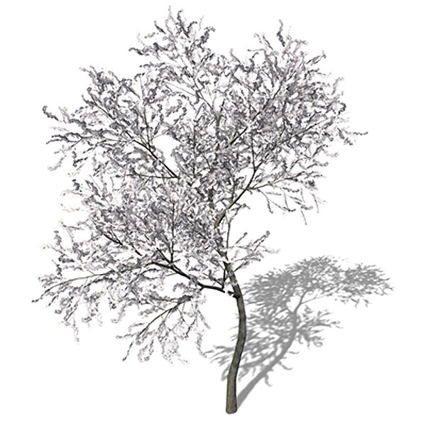 xfrogplants blossoming sour cherry tree max - XfrogPlants Blossoming Sour Cherry by xfrog