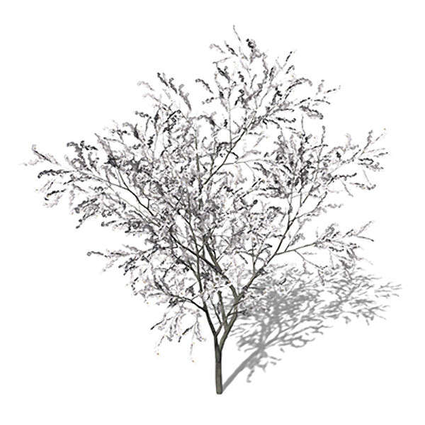 xfrogplants blossoming sour cherry tree max - XfrogPlants Blossoming Sour Cherry by xfrog