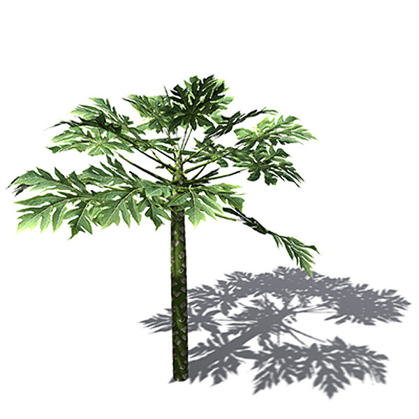 3d xfrogplants papaya plant tree model - XfrogPlants Papaya plant FR by xfrog