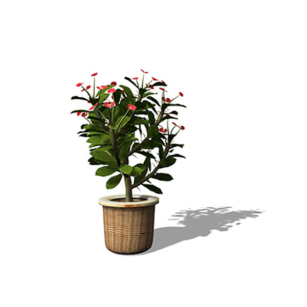 3d model xfrogplants crown-of-thorns plant - XfrogPlants Crown-of-Thorns HP by xfrog