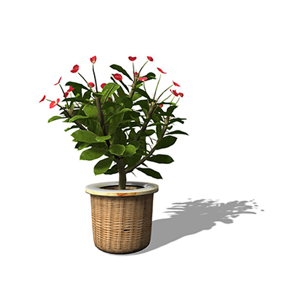 3d model xfrogplants crown-of-thorns plant - XfrogPlants Crown-of-Thorns HP by xfrog