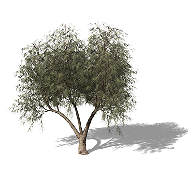 lightwave xfrogplants french tamarisk tree shrub - XfrogPlants French Tamarisk by xfrog