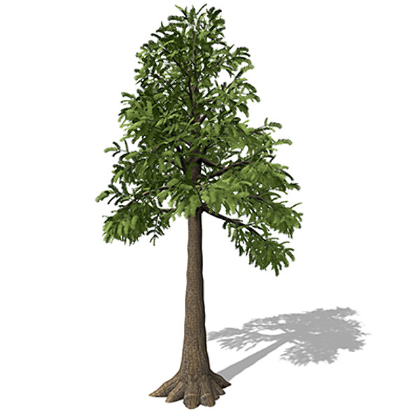 3d xfrogplants archaeopteris trees - XfrogPlants Archaeopteris by xfrog