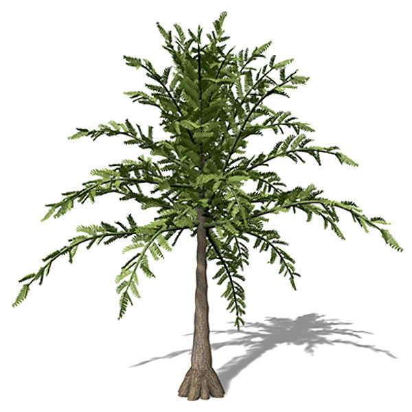 3d xfrogplants archaeopteris trees - XfrogPlants Archaeopteris by xfrog