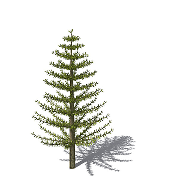xfrogplants calamites plant 3ds - XfrogPlants Calamites by xfrog