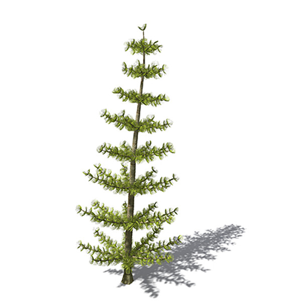 xfrogplants calamites plant 3ds - XfrogPlants Calamites by xfrog