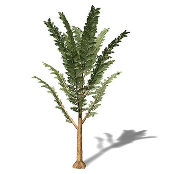 3d model xfrogplants pachypteris plant - XfrogPlants Pachypteris by xfrog