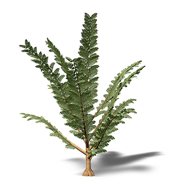 3d model xfrogplants pachypteris plant - XfrogPlants Pachypteris by xfrog
