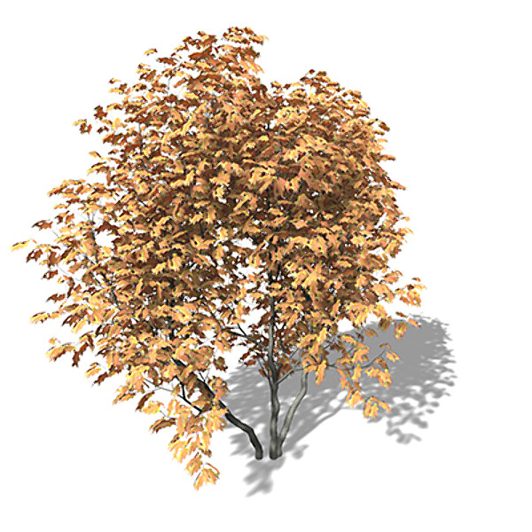 lightwave xfrogplants vine maple tree - XfrogPlants Vine Maple by xfrog