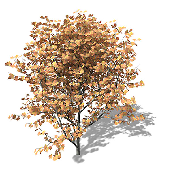 lightwave xfrogplants vine maple tree - XfrogPlants Vine Maple by xfrog