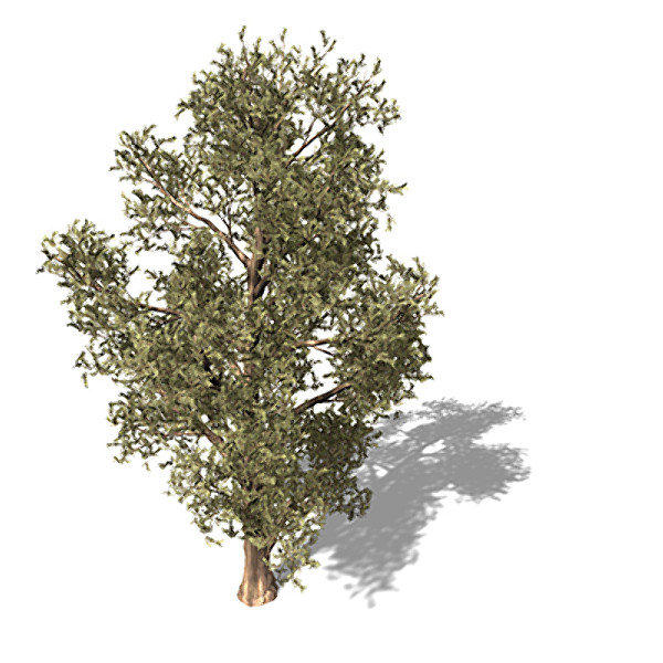 3d model of xfrogplants western juniper tree - XfrogPlants Western Juniper by xfrog