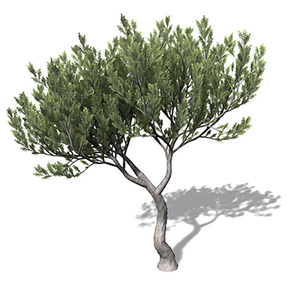 xfrogplants bristlecone pine tree 3d 3ds - XfrogPlants Bristlecone Pine by xfrog