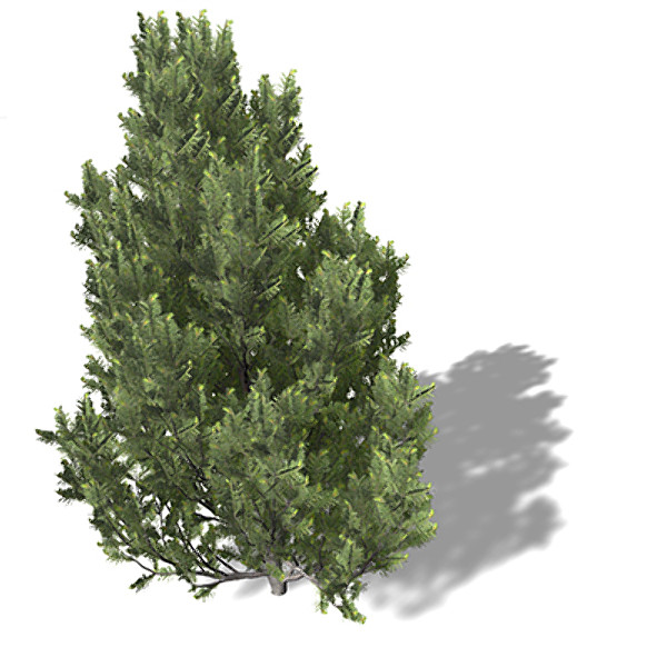 xfrogplants bristlecone pine tree 3d 3ds - XfrogPlants Bristlecone Pine by xfrog