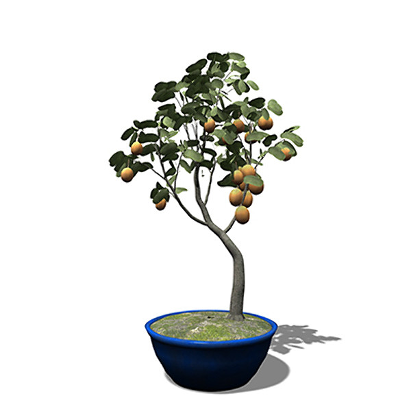 3d xfrogplants bonsai apricot tree model - XfrogPlants Bonsai Apricot Tree by xfrog