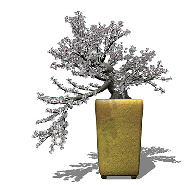 3d xfrogplants bonsai apricot tree model - XfrogPlants Bonsai Apricot Tree by xfrog